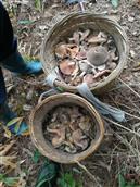 銮塘村 采摘野生枞菌的季节