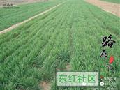 山东省,潍坊市,诸城市,林家村镇,东红村