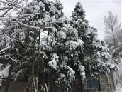 双龙村 双龙村2020年第一场雪