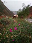 甘肃省,临夏州,永靖县,三塬镇,向阳村