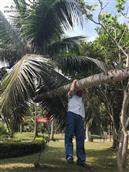 典昌村 东井村的椰子就是好
