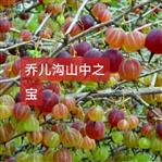 山西省,忻州市,静乐县,辛村乡,乔儿沟村