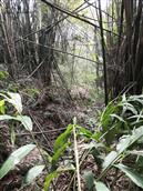 重庆市,涪陵区,石沱镇,三窍村