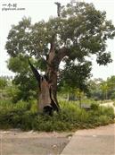 横冲村 村口的老树，没人能说得清多少年了