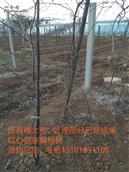 郑家沟村 供应枇杷树苗，临朐柳山，电话13181691169微信同号