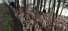 报德村 报德村党支部带领贫困户发展林下经济产业，图为林下菌菇基地。