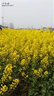 塘湾社区 绿油油的麦田，油菜花开一片金灿灿，闻着花香心旷神怡。
