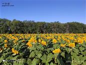 夏布格嘎查村 夏布格饲料地的千亩向日葵。2019年8月