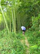 尹宅村 尹宅村后山的竹林，郁郁葱葱，充满无限生机。