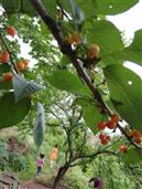 双樟村 唐爷爷家的樱桃熟了。