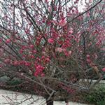 山东省,临沂市,平邑县,柏林镇,挑沟村