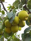 张天峪村 张天峪村的梨是出了名的好吃！