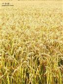 创业村 金黄的稻田，饱满的稻穗压弯了腰，丰收在望啊！