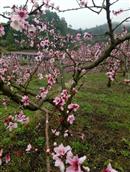 岩门村 在哪桃花盛开的地方