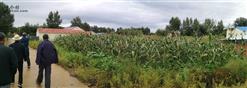 五龙泉村 原西队青年点只剩下一片玉米地。