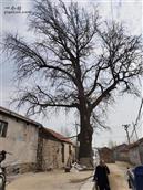 山东省,临沂市,沂水县,沙沟镇,侯家官庄村