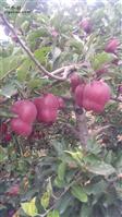 闫家庄村 2019年自己种植的花牛苹果。