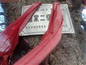 山东省,枣庄市,滕州市,张汪镇,渊子崖村