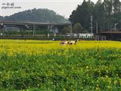 广东省,广州市,花都区,狮岭镇,马岭村