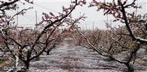 毛家村 有机种植的水密桃