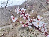 甘肃省,天水市,秦安县,西川镇,王峡村