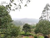 广东省,潮州市,饶平县,建饶镇,杨梅坪村