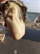 小泓村 乳山牡蛎