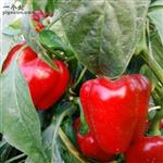 南郝社区 秋季的辣椒上市