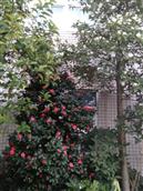 安徽省,池州市,贵池区,秋江街道,民生村