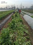 柳溪村 村民们在采摘莴苣
