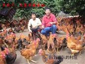 田横村 回到插队村里，户主成养植猪鸡鸭专业户。