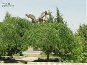 农业公司村 亚盛金塔分公司生地湾盘旋路中心雕塑。