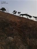 松树营村 金牛山，大山西面的松树，树木不大。但是年轮不小了。应该有几十年了。