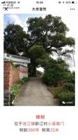 新江村 南门村，大樟树下住了五年。