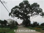 桂洲村 