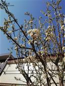 草桥村 故乡:天是兰的，花是艳的！