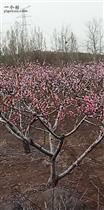 东丁家沟村 已是桃花遍地红的季节，望在外游子到时归来吃甜桃。