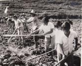联城村 这是1974年和1975年原718与江华县武装部下放知青在茶场劳动场景