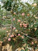 苗庄村 苗庄村新崛起的大龙果业苹果。