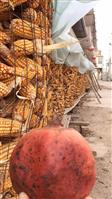 史庄寨村 做为“平原”大镇高质量产的，玉米.石榴等销量于全国