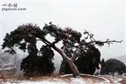 龙凤湾村 2011年的西山松树