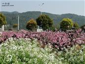 康亭村 康亭村桃林花正艳