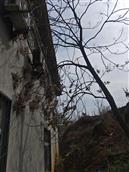 潘河崖村 树砸到房子了！