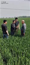 金南村 金南村干部带领群众查看小麦病虫害