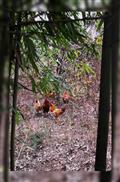 岩溪村 鸡在竹丛里啄食