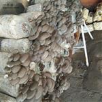 祁县营村 蘑菇上市了