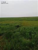 大星村 这是黄盖湖湿地保护中心门前草地