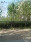 吴菜园村 我是吴丹阳我来自河南省虞城县站集乡吴菜园我们这里的梅花如山大家可以在我们村玩我们村什么都有。