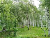 柳毛河村 高高的白桦林