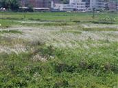 广东省,梅州市,五华县,华城镇,兴中村